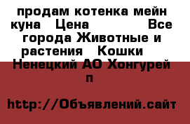 продам котенка мейн-куна › Цена ­ 35 000 - Все города Животные и растения » Кошки   . Ненецкий АО,Хонгурей п.